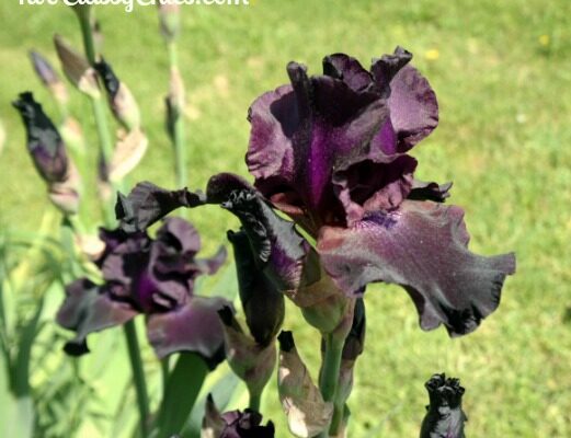 Gardening – The Beautiful Bearded Iris