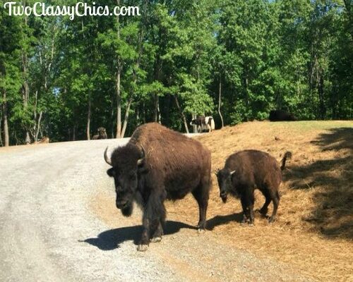 A Fun Visit to the Virginia Safari Park and Zoo