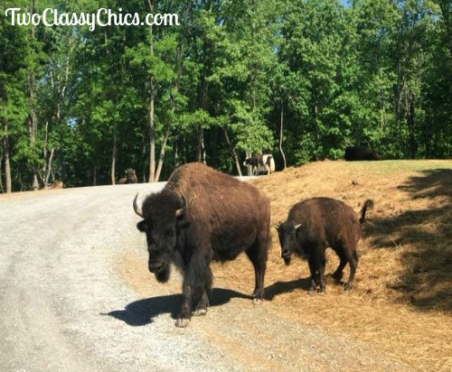 Virginia Safari Park and Zoo in Natural Bridge, Virginia