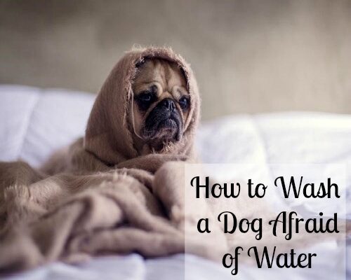How to Wash a Dog Afraid of Water