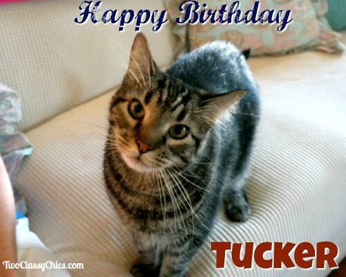 Happy 3rd Birthday Tucker!