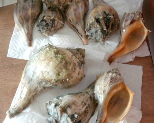 How to Clean and Preserve Conch Shells