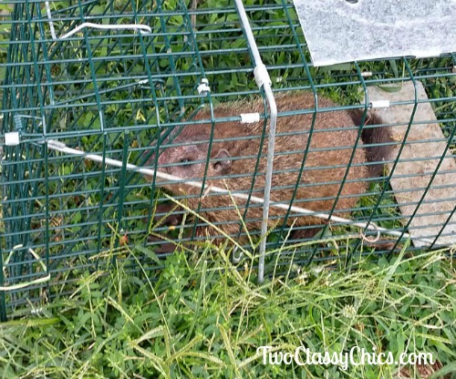 Trapping and Releasing Destructive Groundhogs