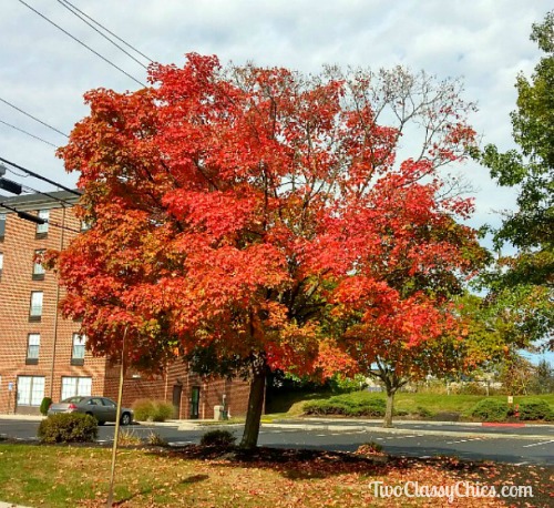 Beautiful Fall Foliage in Central Pennsylvania