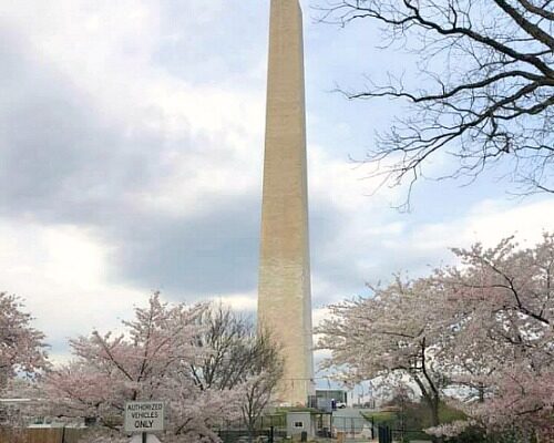 Washington D.C. Cherry Blossoms in Bloom