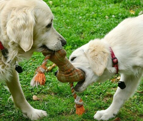 The Wild Side of Dogs: 3 Ways to Handle an Aggressive Chewer
