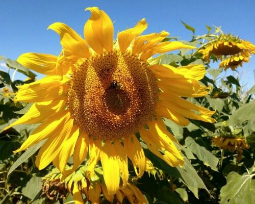 Tips for Picking and Drying Sunflowers