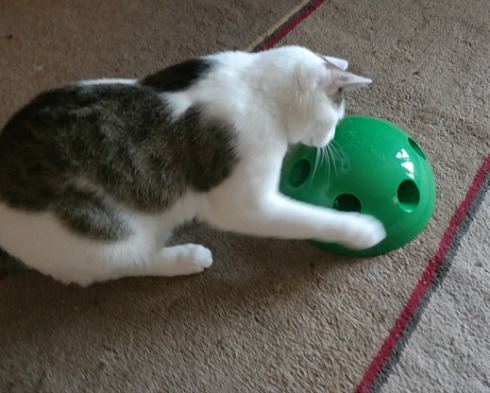 The Pop n’ Play Interactive Cat Toy for Hours of Fun