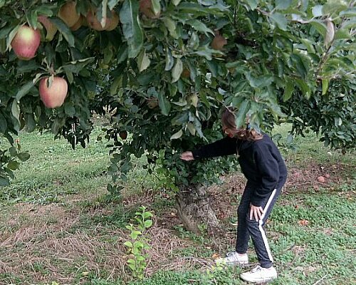 Fall Fun – Apple Picking