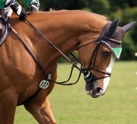 How To Know if Your Horse Breed is Made for Jumping