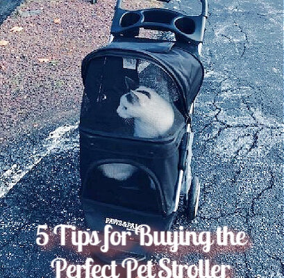 5 Tips for Buying the Perfect Pet Stroller
