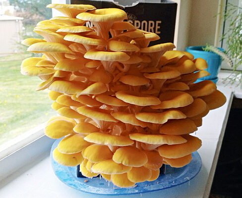 North Spore Golden Oyster Mushroom Growing Kit