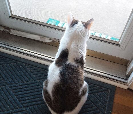 Silly Cat Who Loves Birdwatching