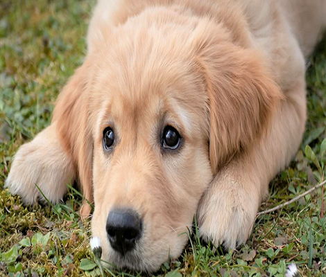 A Few Essential Tips to Help You Train Your Puppy