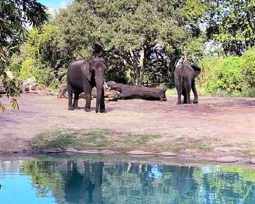 Family Fun at Disney’s Animal Kingdom