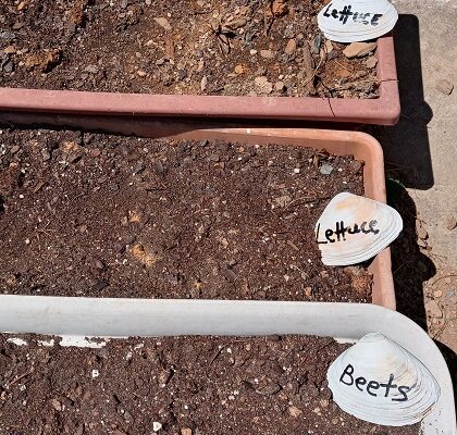 Quick and Easy Seashell Garden Plant Markers