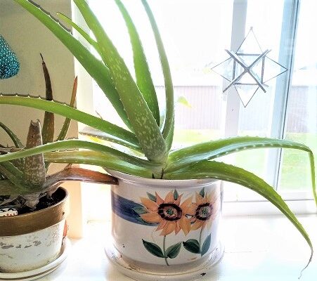 Tips for Transplanting Indoor Houseplants into a New Pot