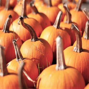 Pumpkin Fall Autumn Season