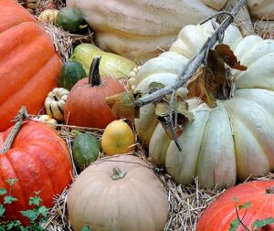 Autumn Pumpkin Squash Fall Season