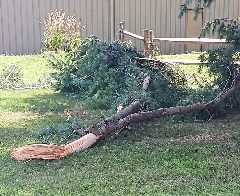 Tips for Tree Removal from Storm Damage