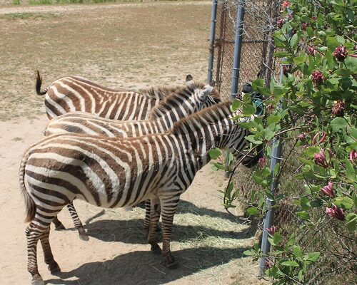 Family Fun at the Cape May County Zoo