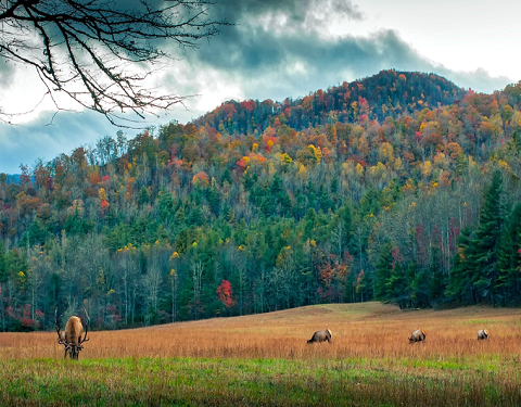 Murphy NC