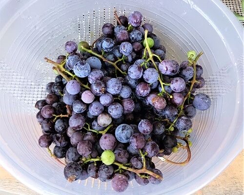 8 Tips for Planting Grapevines and Harvesting Grapes