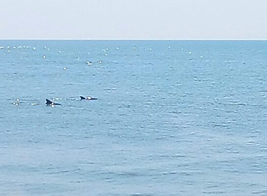 Dolphin Watching in North Wildwood