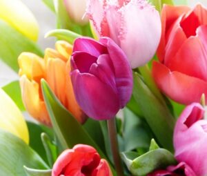 Spring Season Colorful Tulips