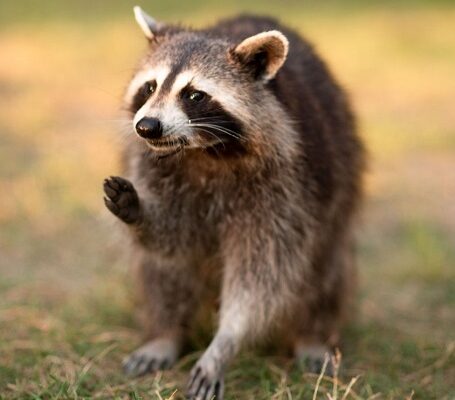 The Intricacies of Raccoon Habits and Ethical Wildlife Control Measures