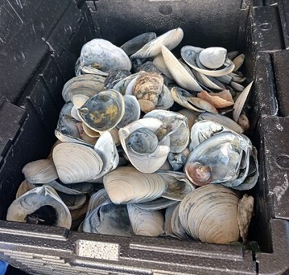 Shelling in Beautiful North Wildwood Plus Seashell Cleaning Tips