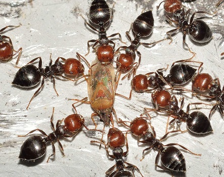 Effective Strategies for Pest Management