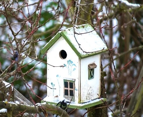 How to Clean Out Bird Nesting Boxes and Bird Houses