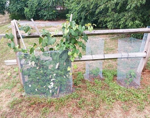 Gardening Tips to Protect Grapevines, Blueberry Bushes and Raspberries from Wildlife