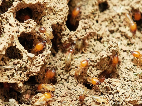 The Essential Guide to Identifying and Preventing Termite Infestations