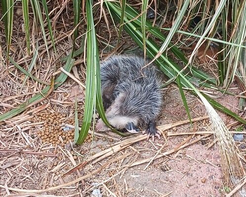 Tried to Save an Injured Baby Possum