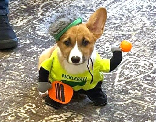 Cute Pickleball Costumes for Dogs