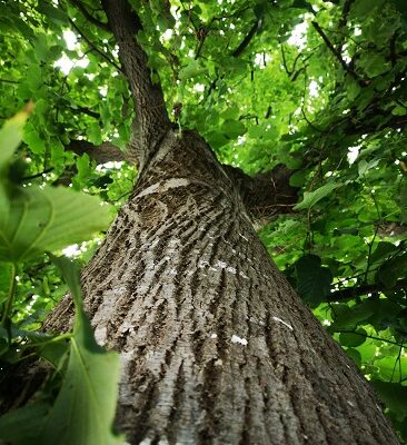 How to Locate Reliable Local Tree Removal Services