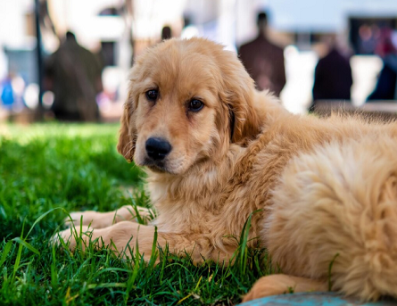 The Best Quirks and Qualities of Golden Retrievers