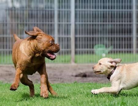 Peace of Mind While You’re Away: The Role of Dog Boarding in Today’s Busy Households
