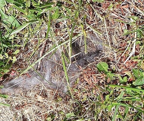 Rescuing Baby Bunnies and Dealing with Wildlife Rehab
