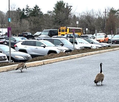 Competing for a Parking Spot in a Crowded Parking Lot