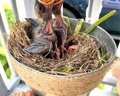 HUNGRY Baby Birds – Robins