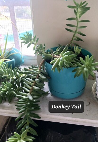 Tips for Transplanting Succulent House Plants