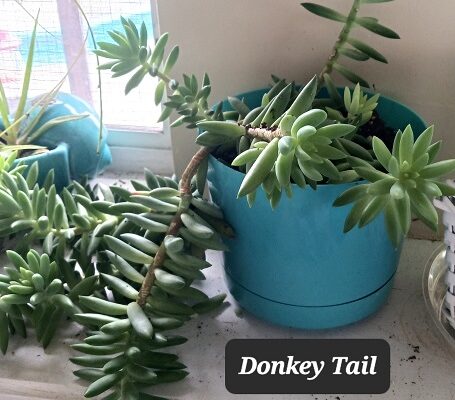 Tips for Transplanting Succulent House Plants