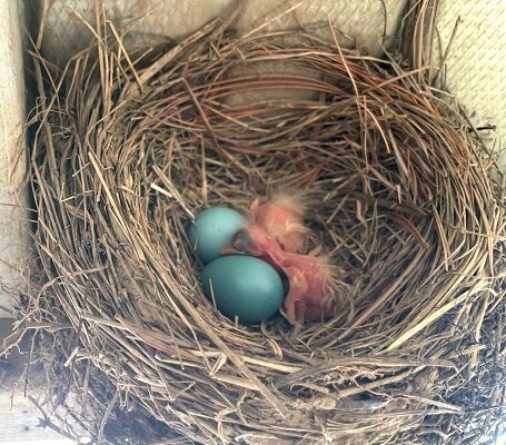 Two Baby Birds in the Robin’s Nest