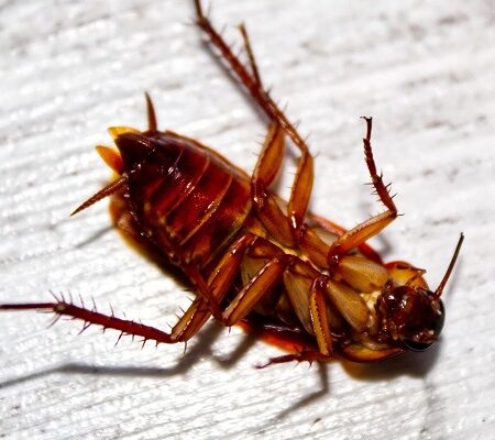 How Pests Affect Your Health — and How to Keep Your Home Safe for the Family
