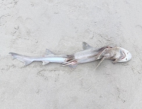 Saw a Dead Shark on the Beach During Our Evening Walk