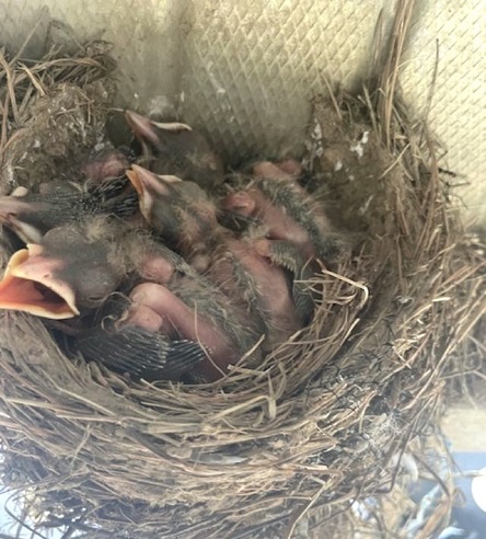 Baby Birds Update: We've got 4 Baby Robins
