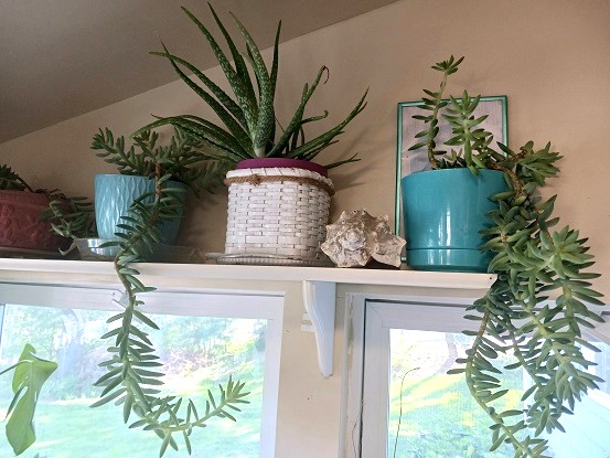 Donkey Tail Burro Tail Succulent Houseplants